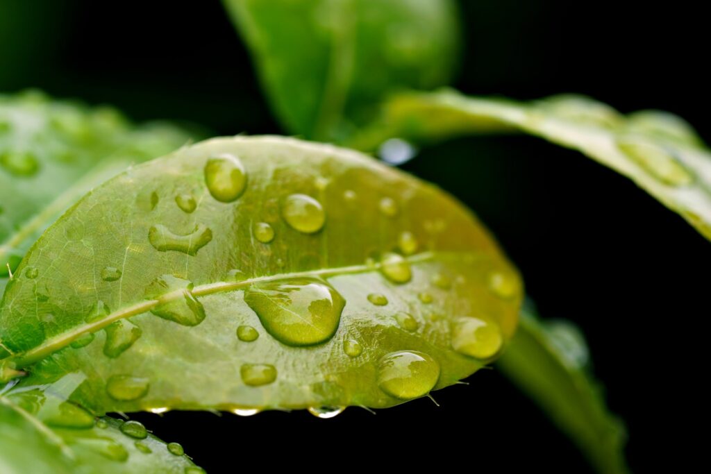 Water Droplets on Leaves: Close-up shots of water droplets on leaves can represent freshness, growth, and the nurturing aspect of effective leadership.