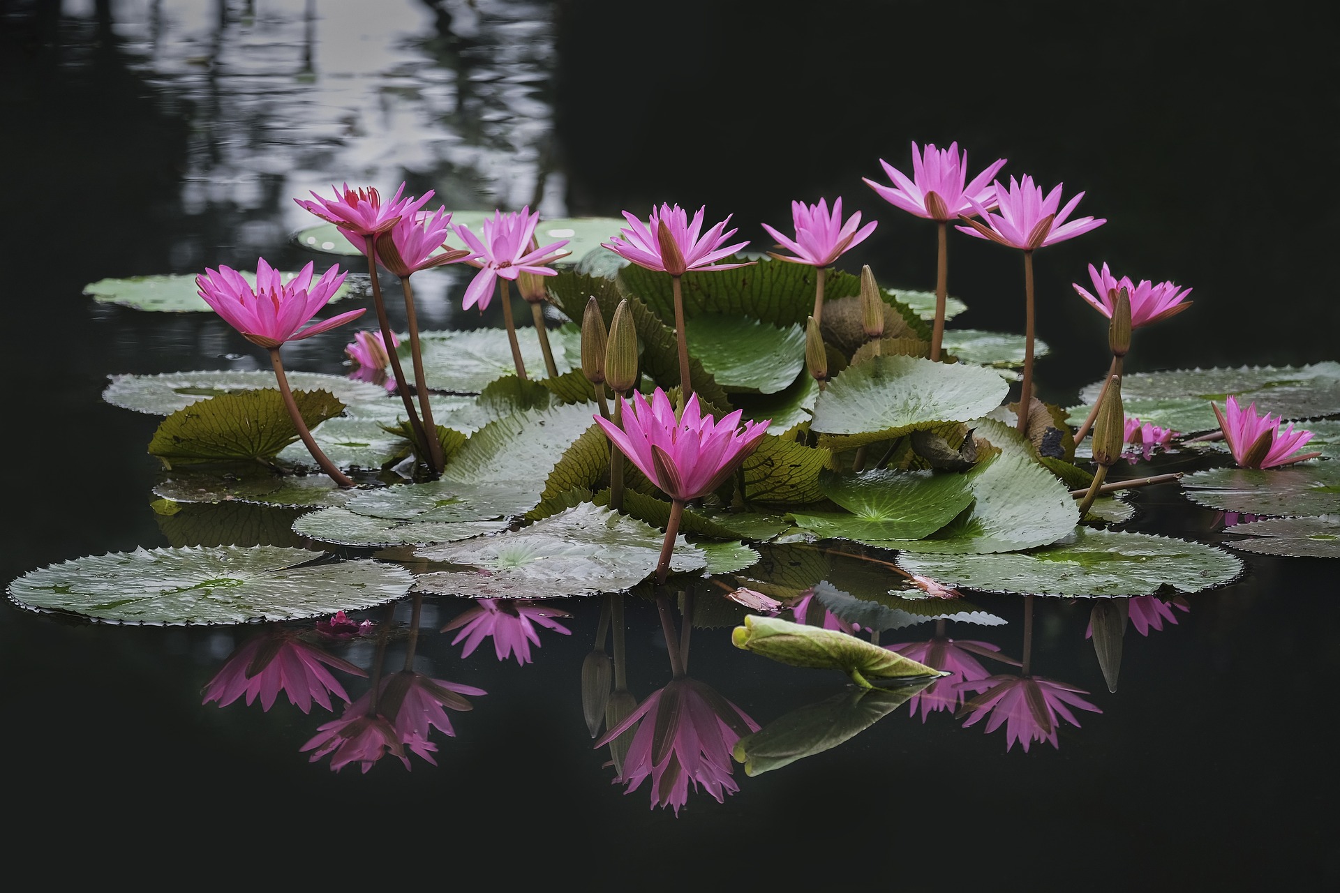 A photo of plants in water, symbolising nurturing and development.